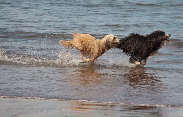 spelende honden